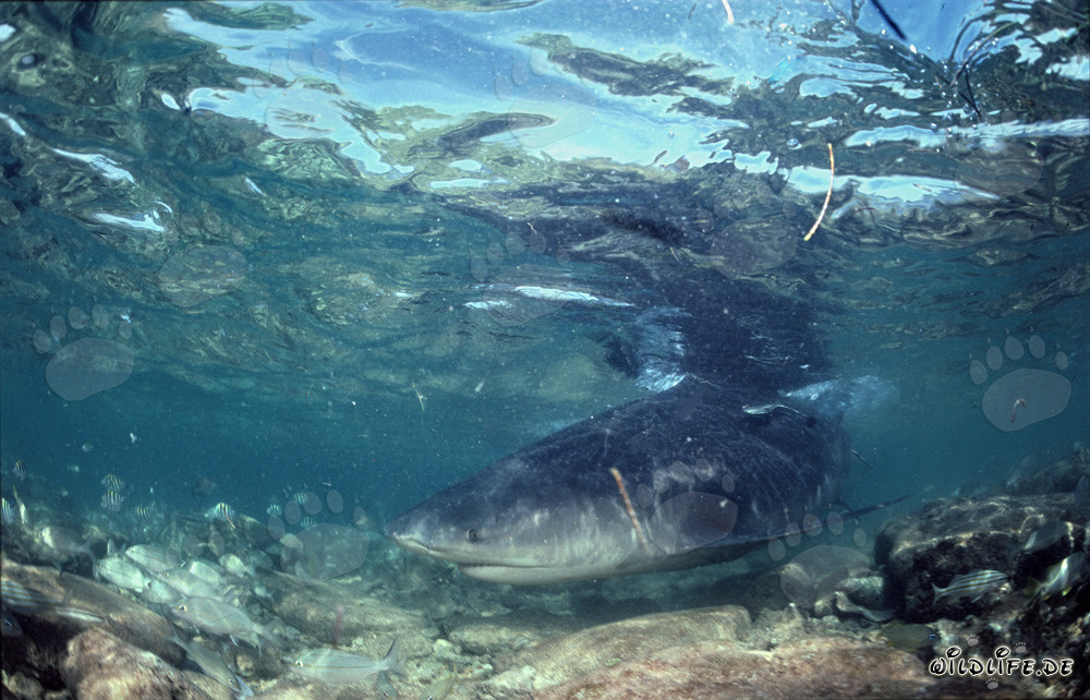 Tiburón toro majestuoso en aguas poco profundas
