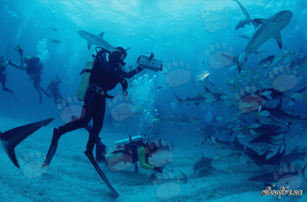 Fascinating Shark Rodeo with Caribbean Reef Sharks and Blacktip Sharks