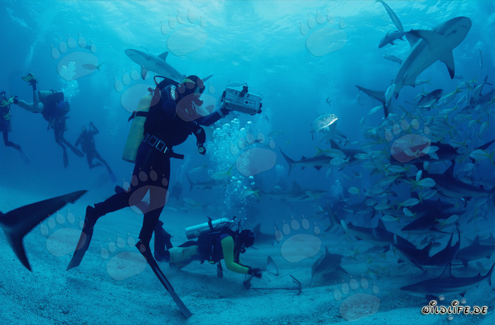 Fascinant Rodéo de requins avec des requins des Caraïbes et des requins pointes noires