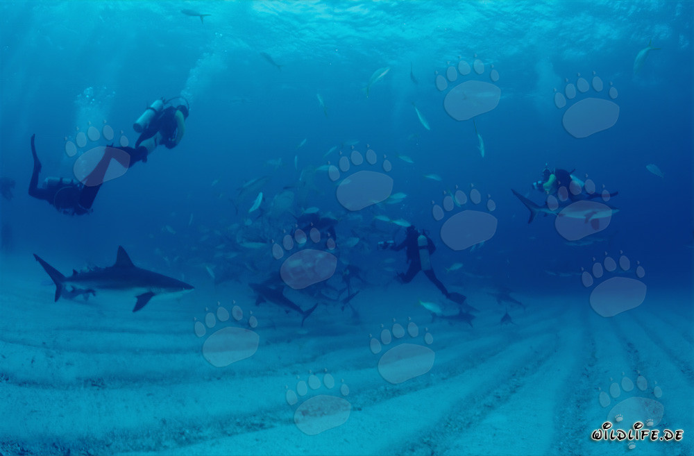 Fascinating Encounter: Caribbean Reef Sharks and Blacktip Sharks at the Chumsicle