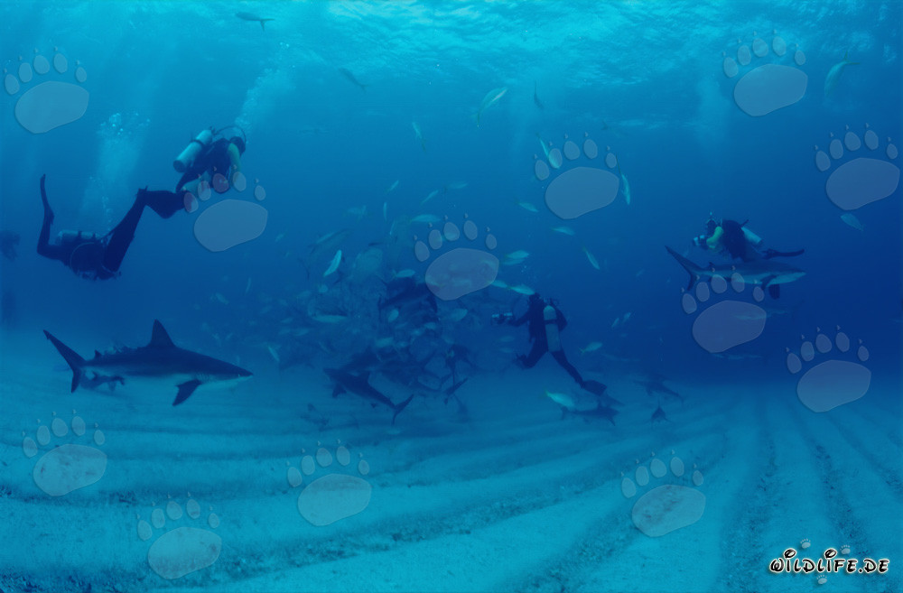 Karibische Riffhaie und Schwarzspitzenhaie - Faszinierendes Shark Rodeo am Spiral Cavern