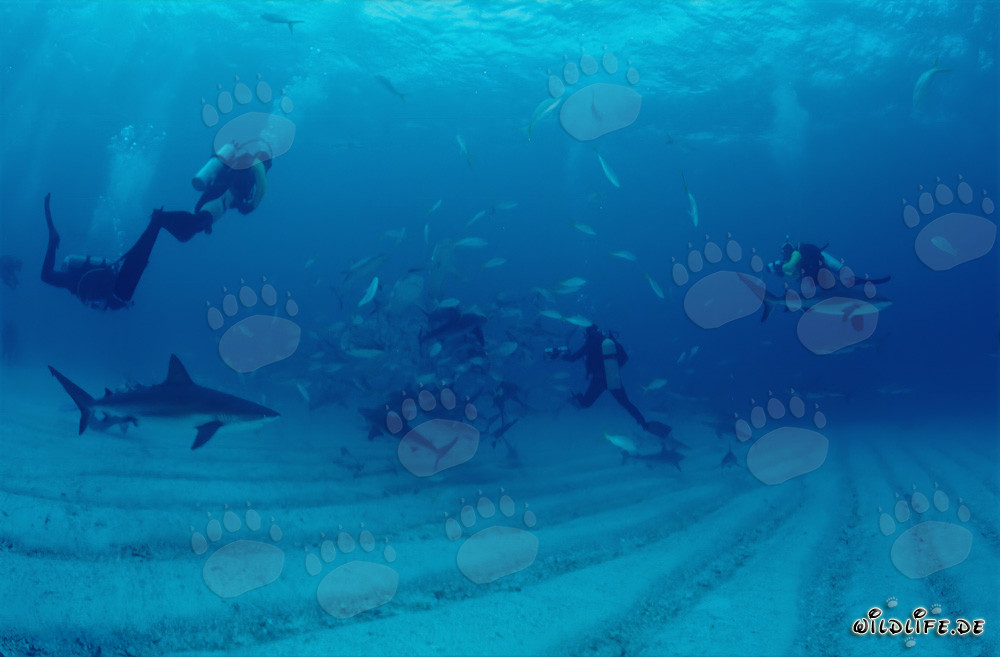 Rencontre fascinante : Requins des récifs des Caraïbes et requins à pointes noires au chumsicle