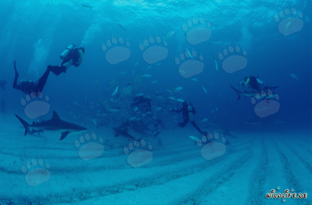 Incontro affascinante: Squali dei coralli dei Caraibi e squali a punta nera al chumsicle