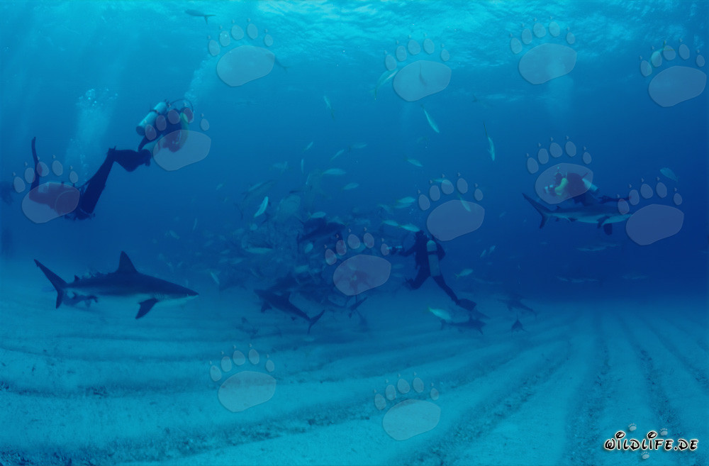 Encuentro fascinante: Tiburones de arrecife del Caribe y tiburones punta negra en el chumsicle