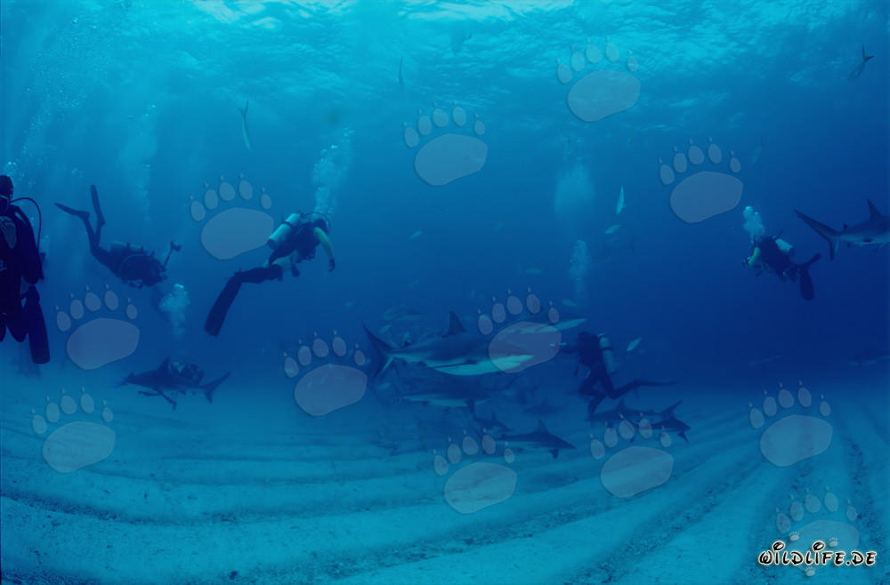 Fascinating Underwater World: Caribbean Reef Sharks and Blacktip Sharks at the Shark Rodeo
