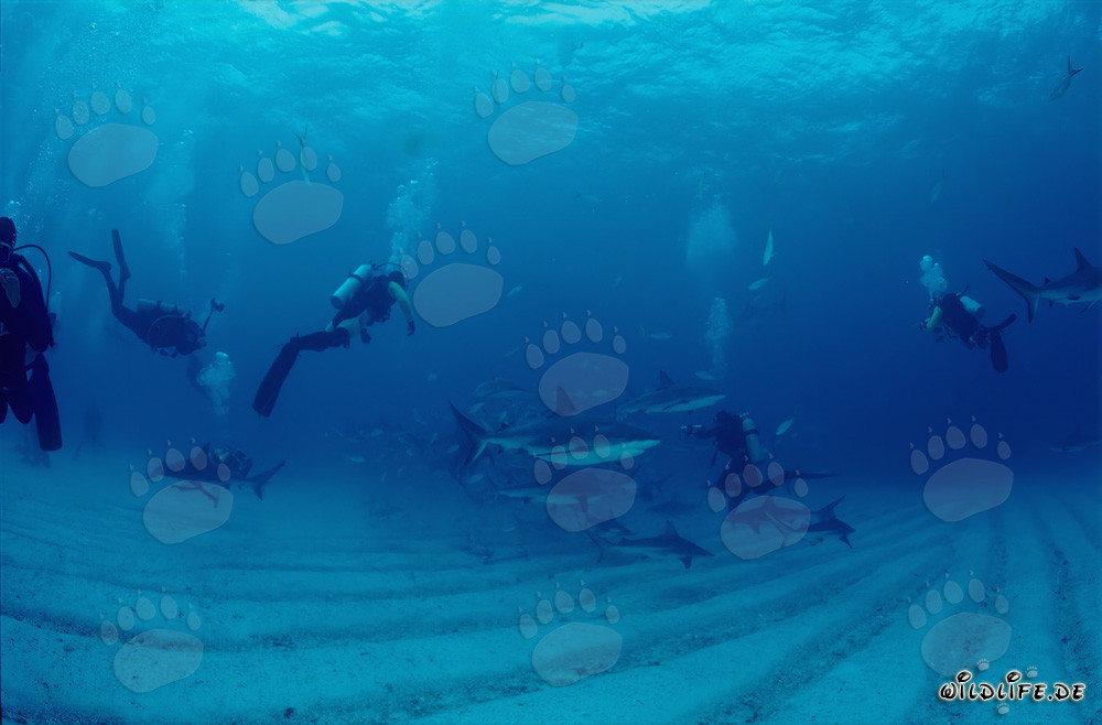 Faszinierende Unterwasserwelt: Karibische Riffhaie und Schwarzspitzenhaie beim Shark Rodeo
