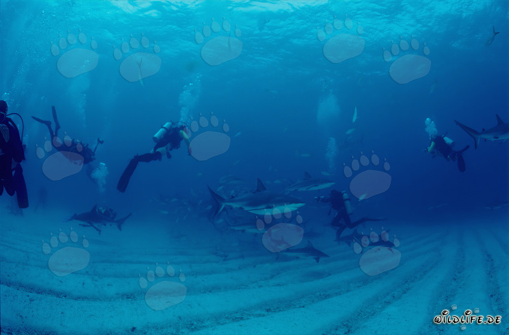 Monde sous-marin fascinant : Requins des récifs des Caraïbes et requins à pointes noires lors du Shark Rodeo