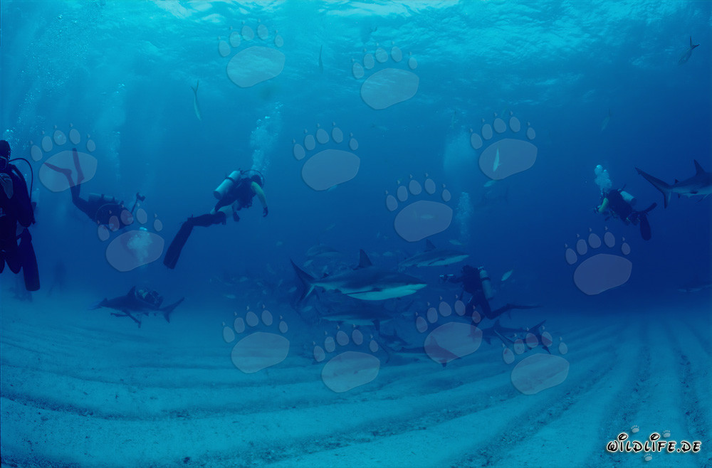 Affascinante mondo sottomarino: Squali dei Caraibi e squali punta nera al Shark Rodeo