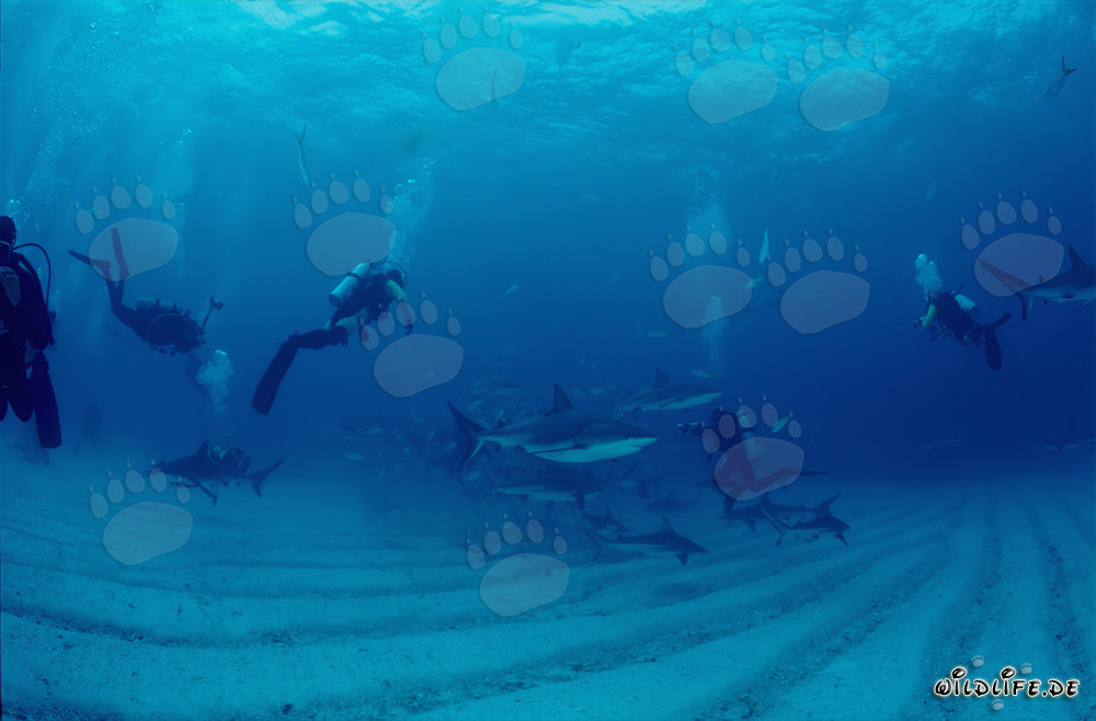 Mundo submarino fascinante: Tiburones de arrecife del Caribe y tiburones de puntas negras en el Shark Rodeo