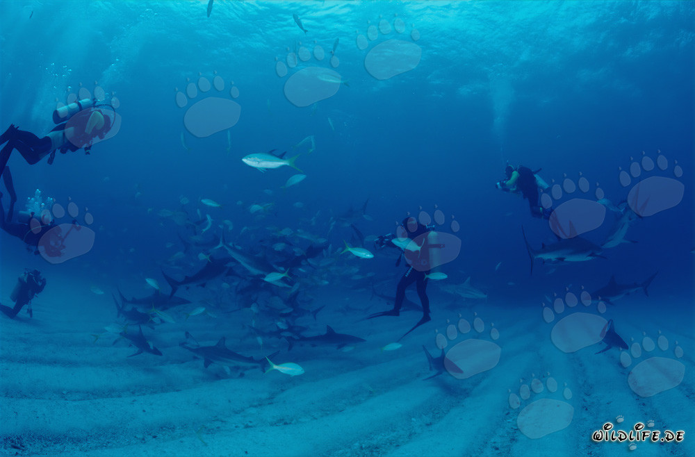 Fascinating Encounter: Caribbean Reef Sharks and Blacktip Sharks at the Shark Rodeo