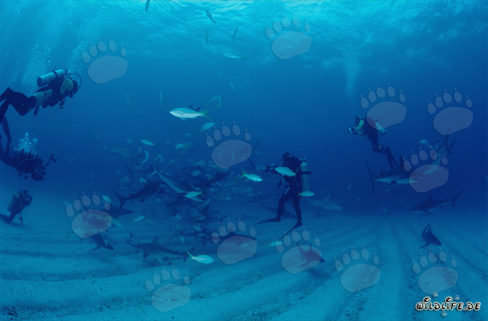 Karibische Riffhaie und Schwarzspitzenhaie beim Shark Rodeo vor Walker's Cay