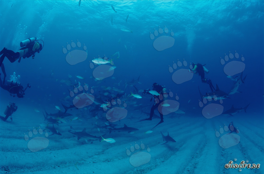 Incontro affascinante: squali di barriera dei Caraibi e squali punta nera durante il rodeo degli squali