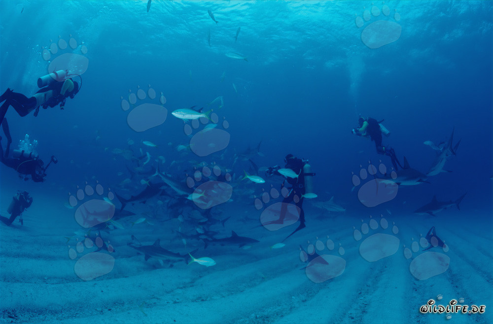 Encuentro fascinante: tiburones de arrecife del Caribe y tiburones punta negra en el rodeo de tiburones