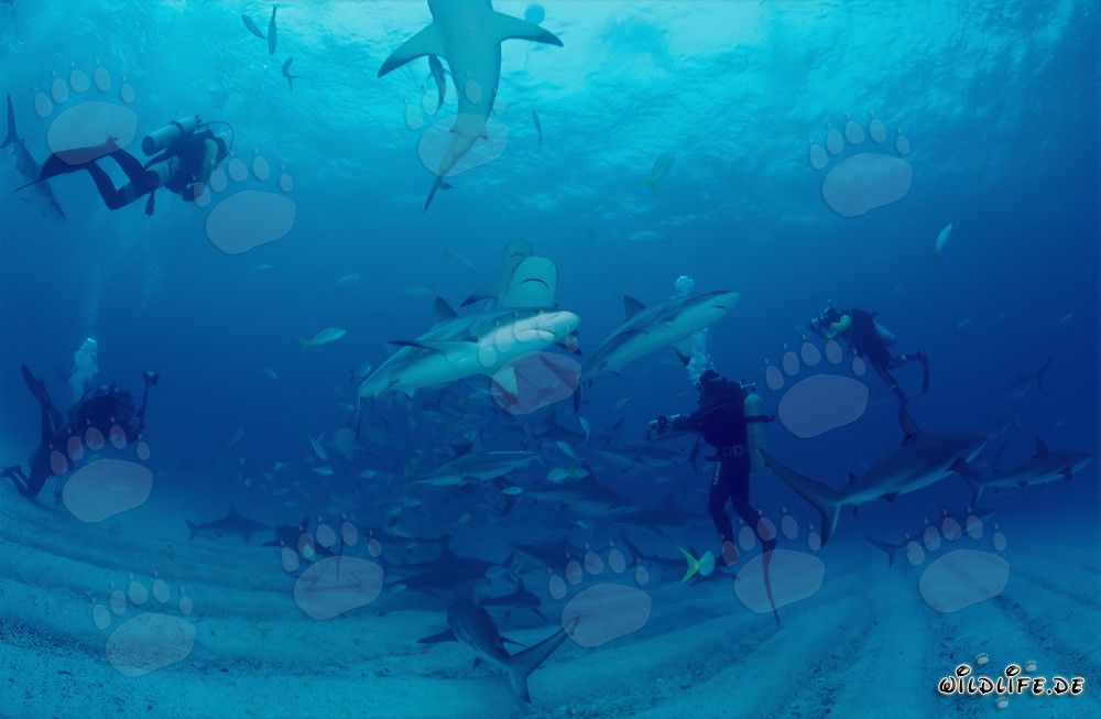 Fascinating Shark Rodeo with Caribbean Reef Sharks and Blacktip Sharks in Walker's Cay