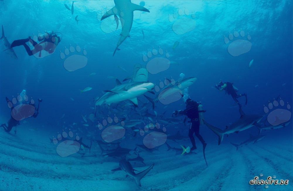 Faszinierendes Shark Rodeo mit Karibischen Riffhaien und Schwarzspitzenhaien in Walker's Cay