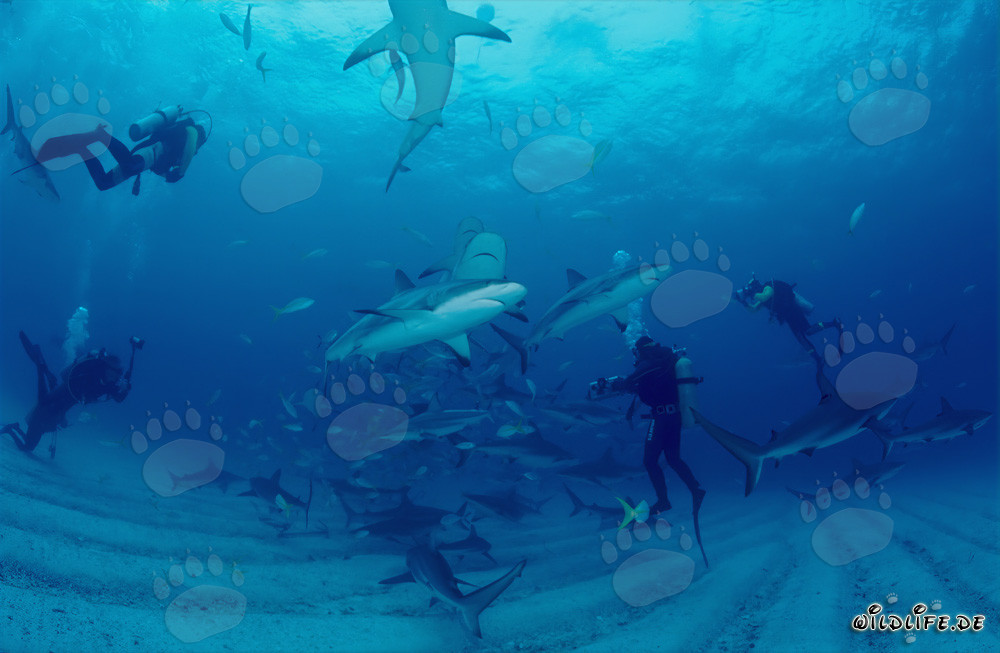 Spectaculaire Rodéo de Requins avec Requins des Caraïbes et Pointes Noires à Walker's Cay