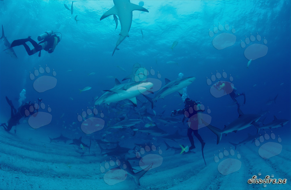 Espectacular Rodeo de Tiburones con Tiburones del Caribe y Tiburones Punta Negra en Walker's Cay