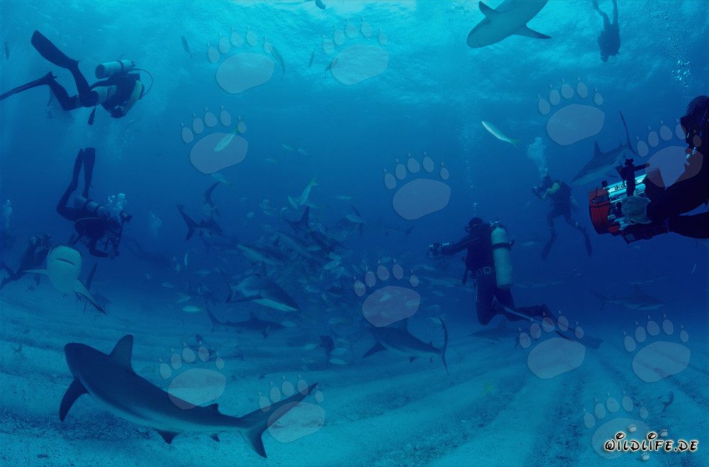 Fascinating Shark Rodeo with Caribbean Reef Sharks and Blacktip Sharks