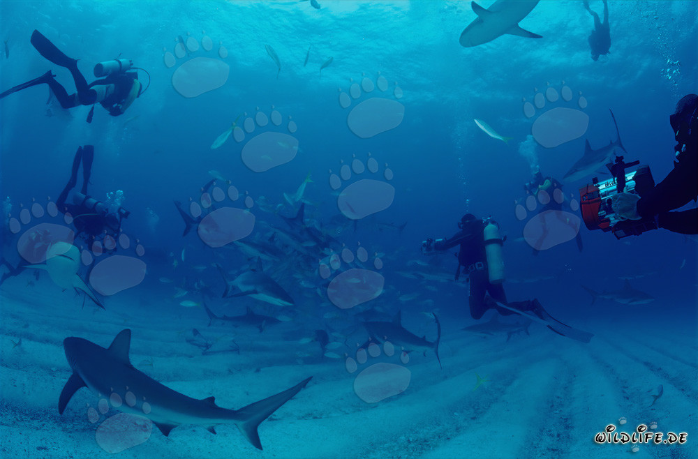 Faszinierendes Shark Rodeo mit Karibischen Riffhaien und Schwarzspitzenhaien