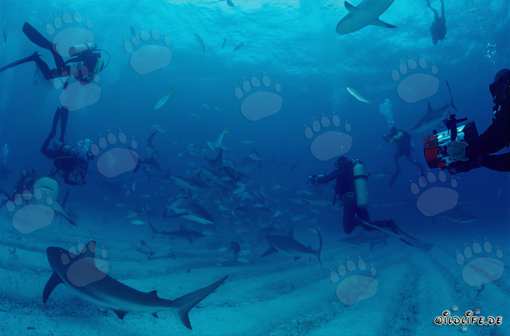 Rodéo de requins fascinant avec les requins des Caraïbes et les requins à pointes noires