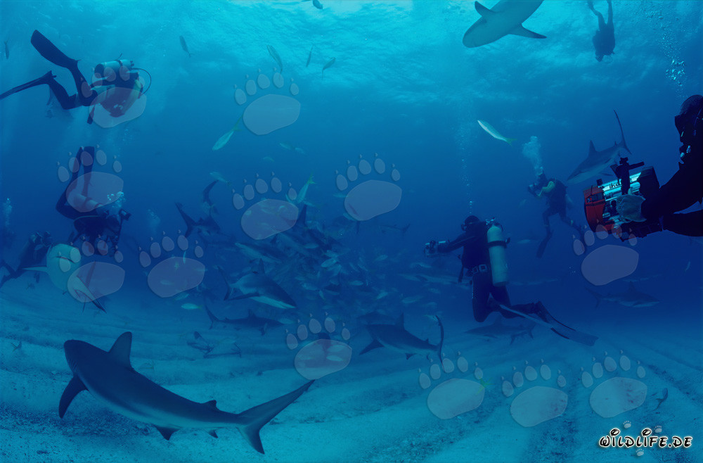 Fascinante rodeo de tiburones con tiburones de arrecife del Caribe y tiburones de puntas negras