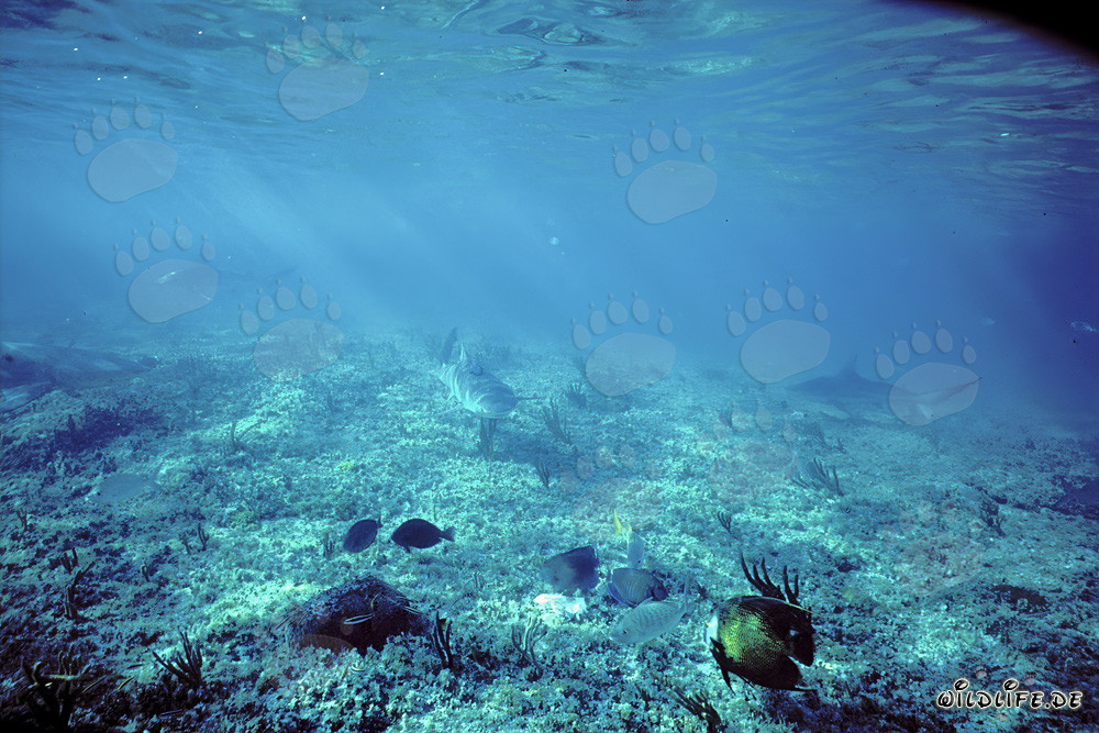 Lemon Shark (Negaprion brevirostris) in shallow waters