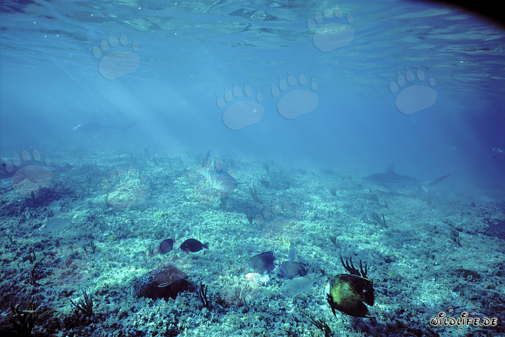 Tiburón limón (Negaprion brevirostris) en aguas poco profundas
