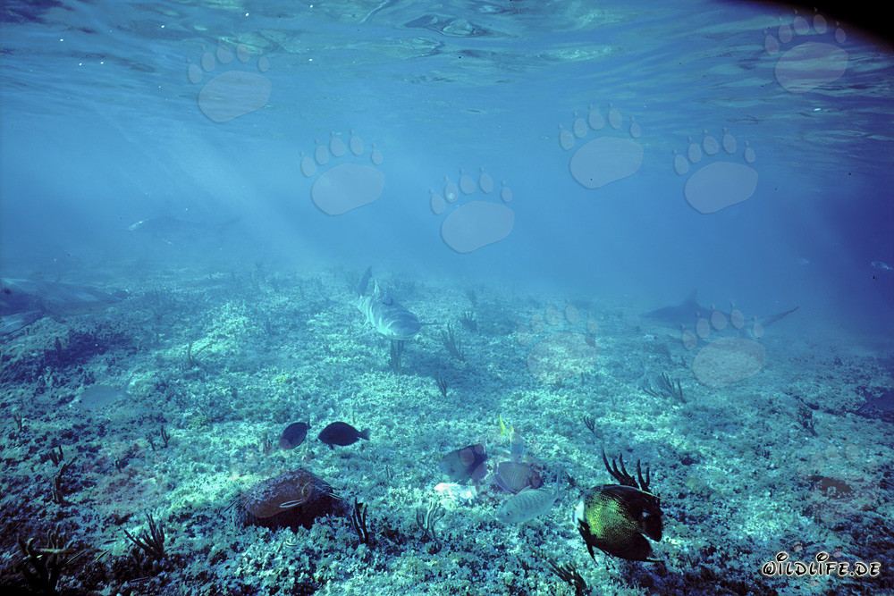 Zitronenhai (Negaprion brevirostris) in seichtem Wasser