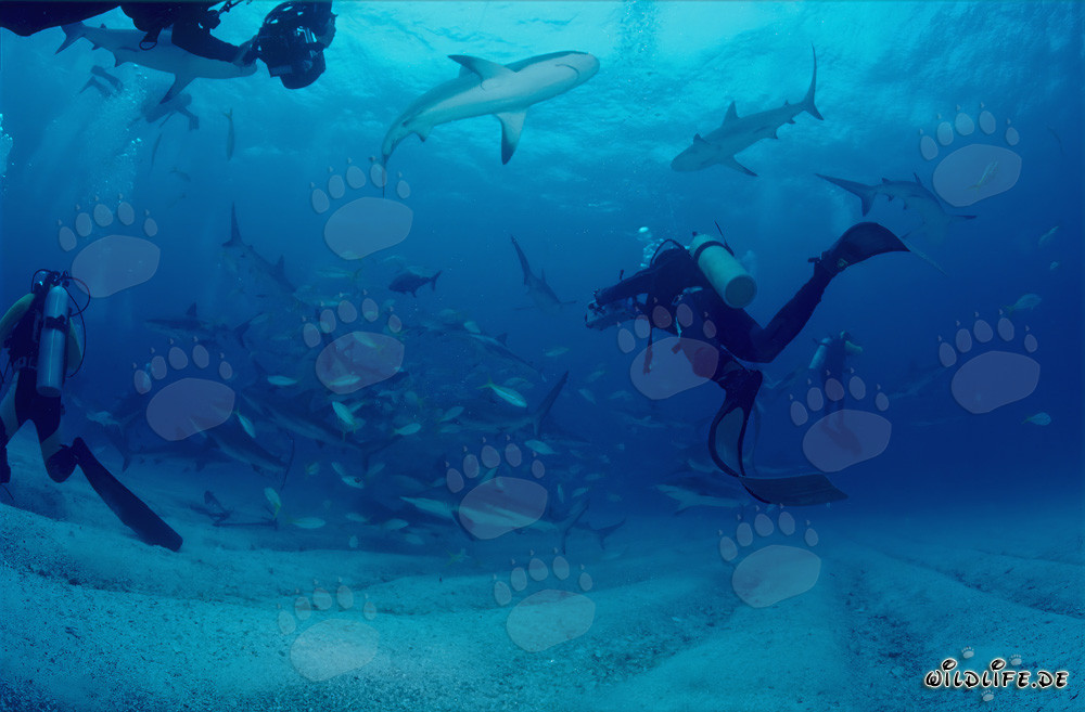Up Close with Caribbean Reef Sharks and Blacktip Sharks