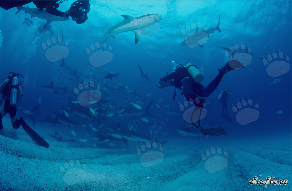 Rencontre rapprochée avec les requins des Caraïbes et les requins à pointes noires