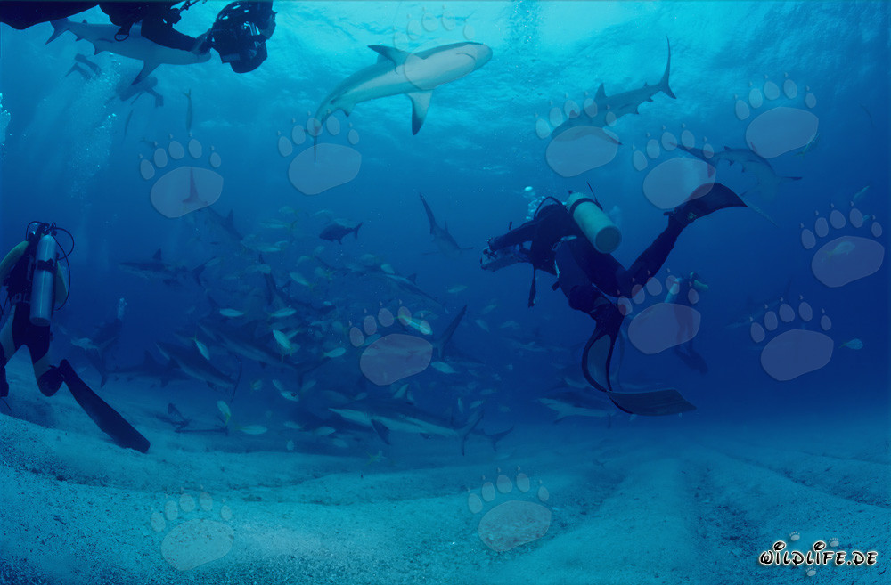 Encuentro cercano con tiburones de arrecife del Caribe y tiburones de puntas negras