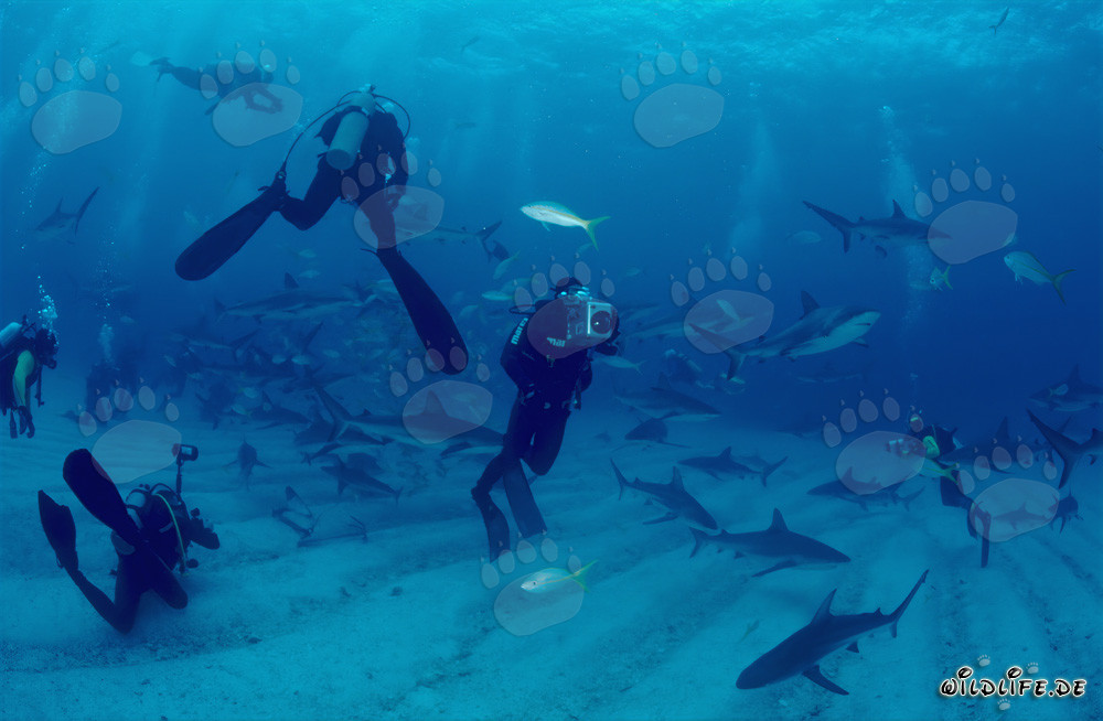 Fascinating Encounter with Caribbean Reef Sharks and Blacktip Sharks