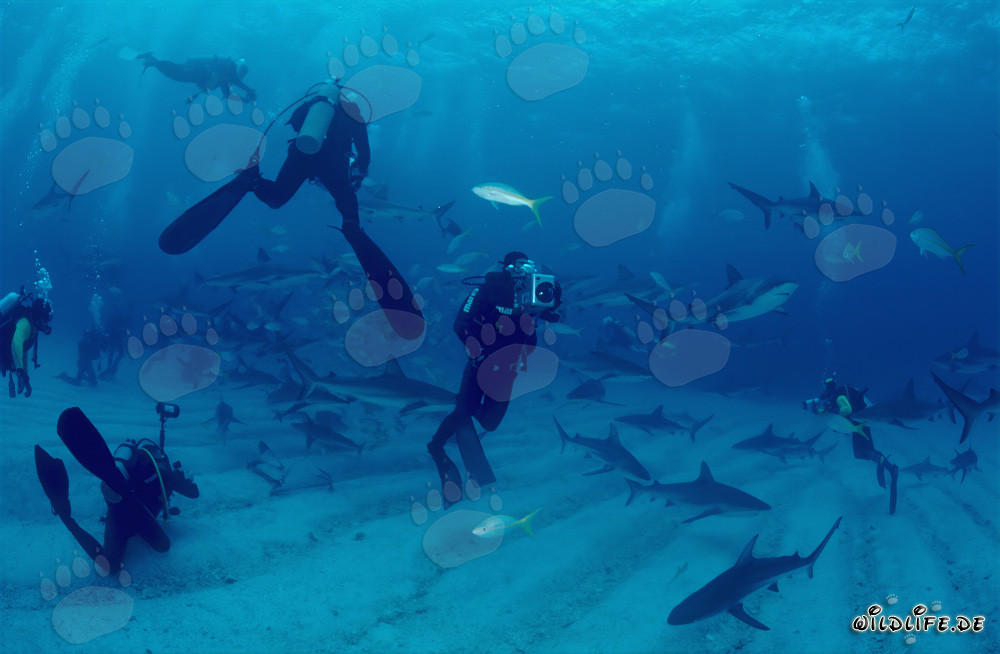 Rencontre fascinante avec les requins des récifs des Caraïbes et les requins à pointes noires
