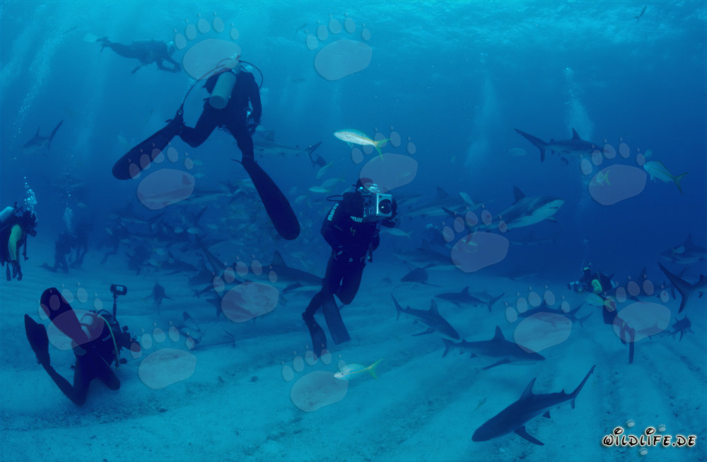 Incontro affascinante con squali dei Caraibi e squali punta nera