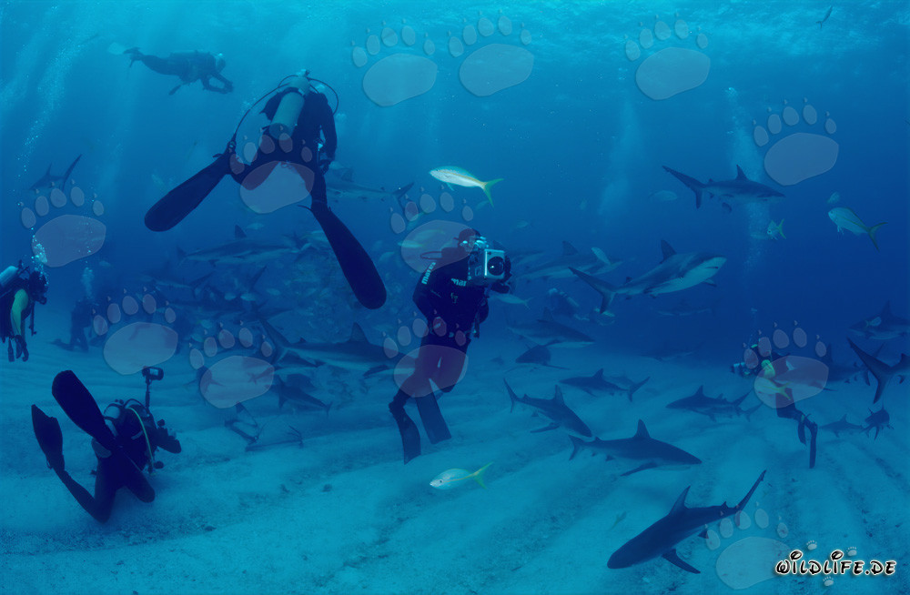 Encuentro fascinante con tiburones de arrecife del Caribe y tiburones punta negra