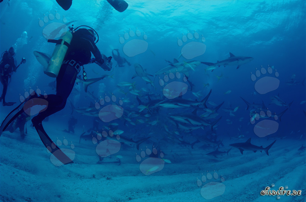 Fascinating Shark Rodeo featuring Caribbean Reef Sharks and Blacktip Sharks