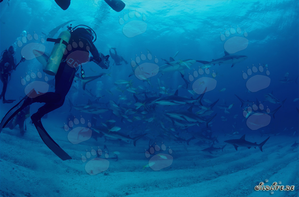 Spectaculaire rodéo de requins avec des requins des Caraïbes et des pointes noires