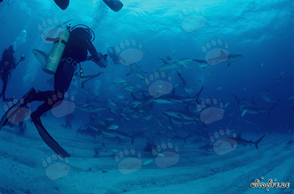 Incredibile rodeo degli squali con gli squali delle Bahamas e gli squali punta nera