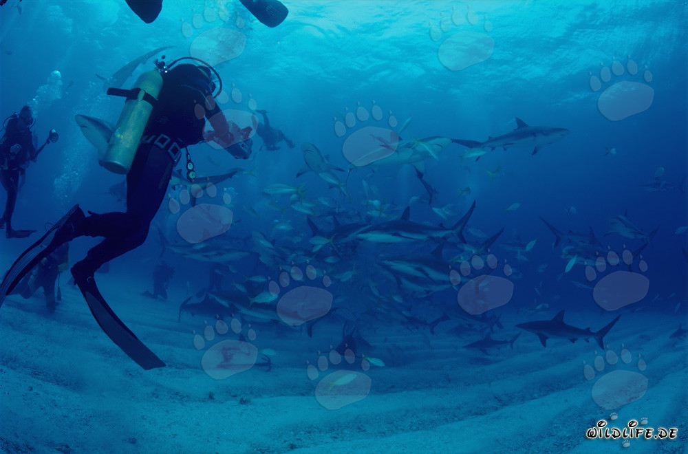 Increíble rodeo de tiburones con tiburones de arrecife del Caribe y tiburones punta negra