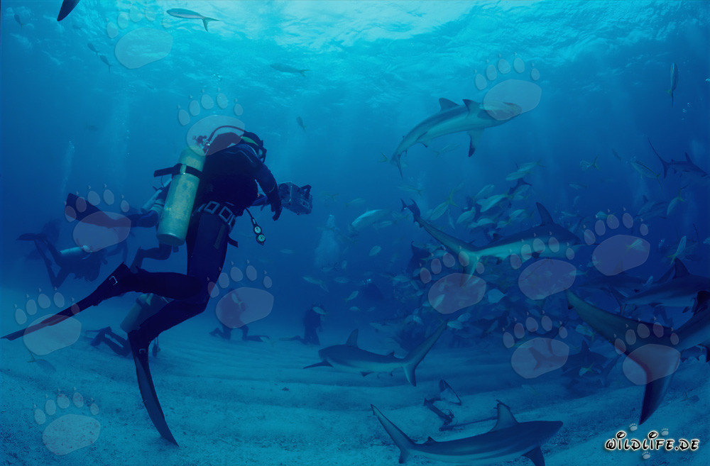 Exciting Dive with Caribbean Reef Sharks and Blacktip Sharks