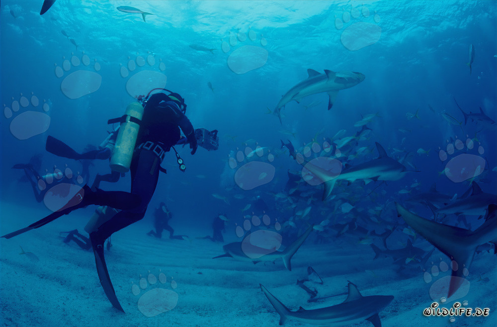 Plongée fascinante avec les requins des Caraïbes et les requins à pointes noires