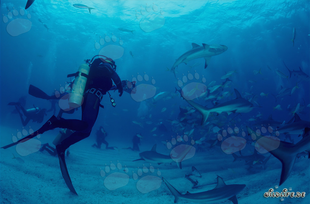 Affascinante immersione con squali dei Caraibi e squali punta nera