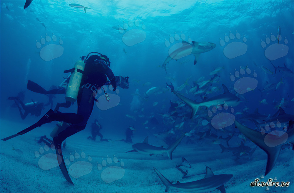 Inmersión fascinante con tiburones de arrecife del Caribe y tiburones puntas negras
