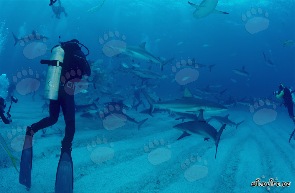 Fascinante experiencia de buceo con tiburones del Caribe y tiburones de puntas negras