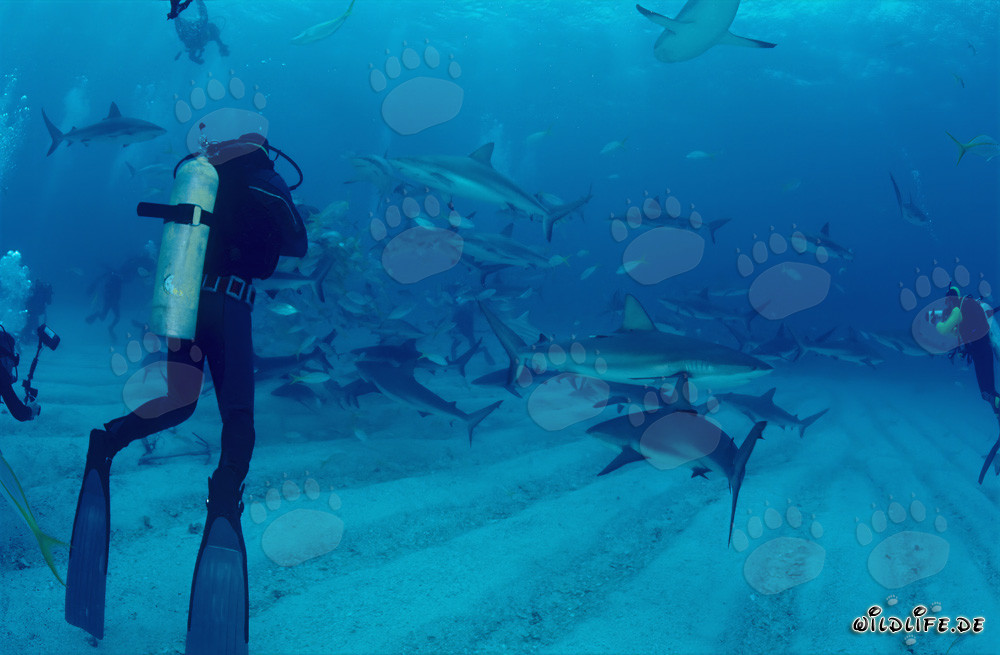Exciting Diving Experience with Caribbean Reef Sharks and Blacktip Sharks