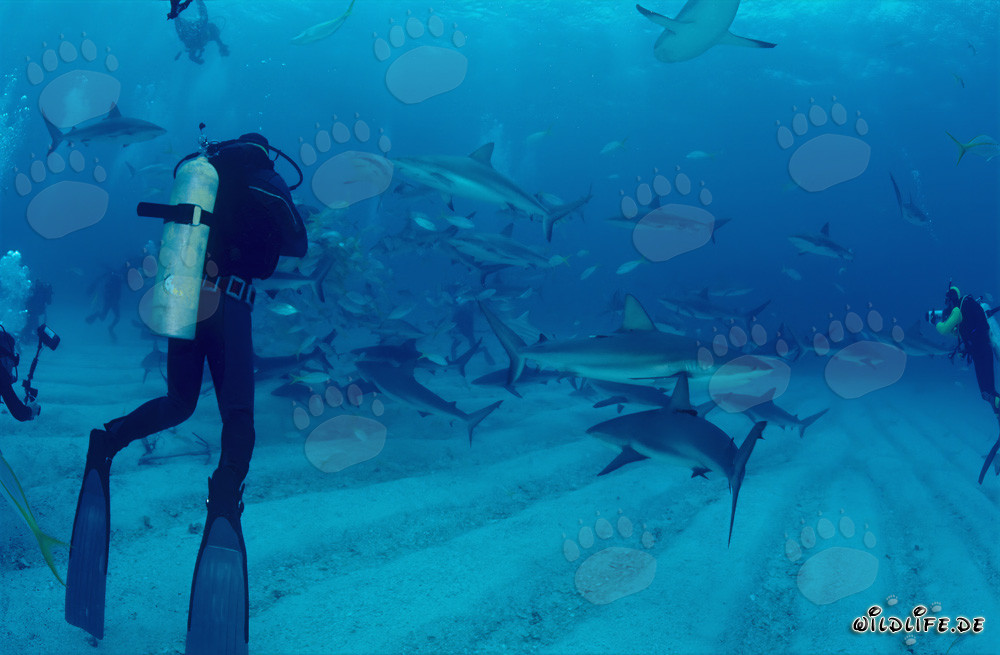 Expérience de plongée fascinante avec des requins des Caraïbes et des requins à pointes noires