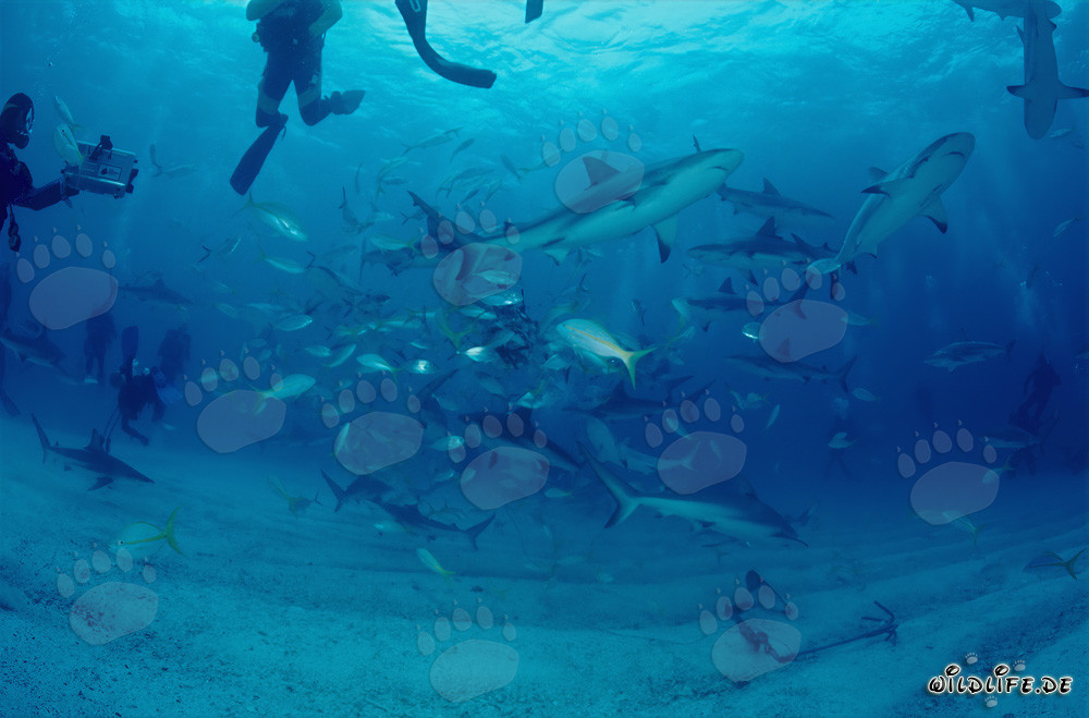 Fascinating Shark Rodeo with Caribbean Reef Sharks and Blacktip Sharks