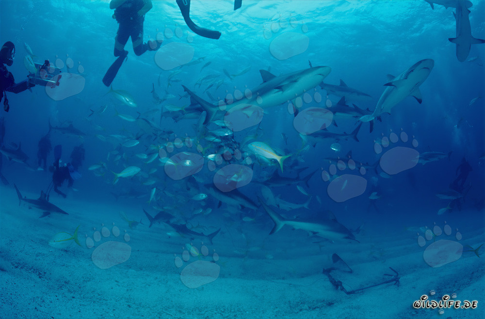 Fascinant rodéo de requins avec requins des Caraïbes et requins à pointes noires