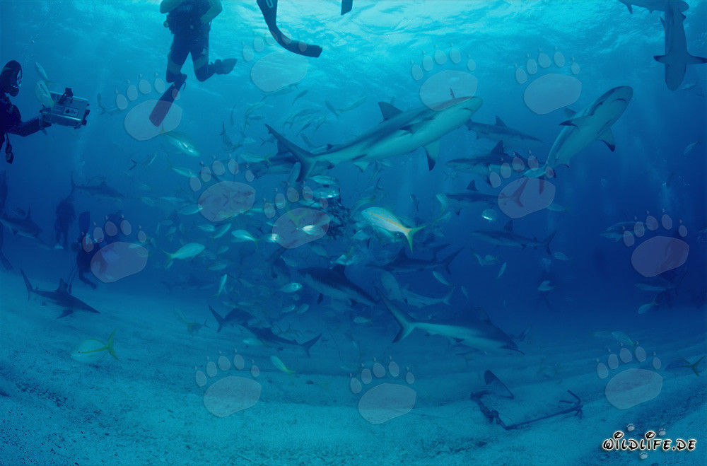 Fascinante rodeo de tiburones con tiburones de los arrecifes del Caribe y tiburones punta negra