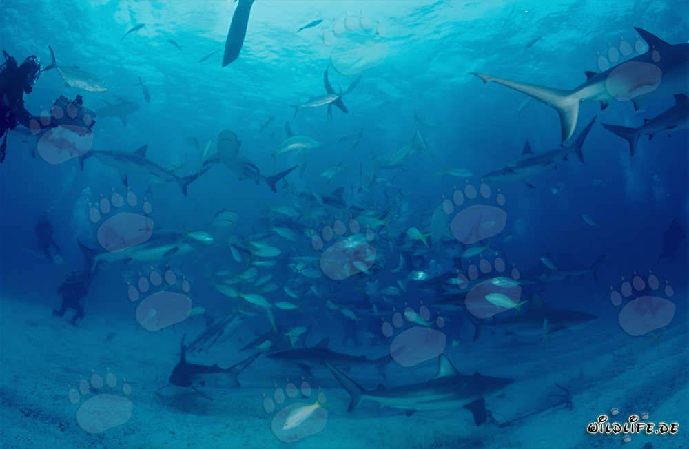 Fascinating Caribbean Reef Sharks and Blacktip Sharks at Shark Rodeo